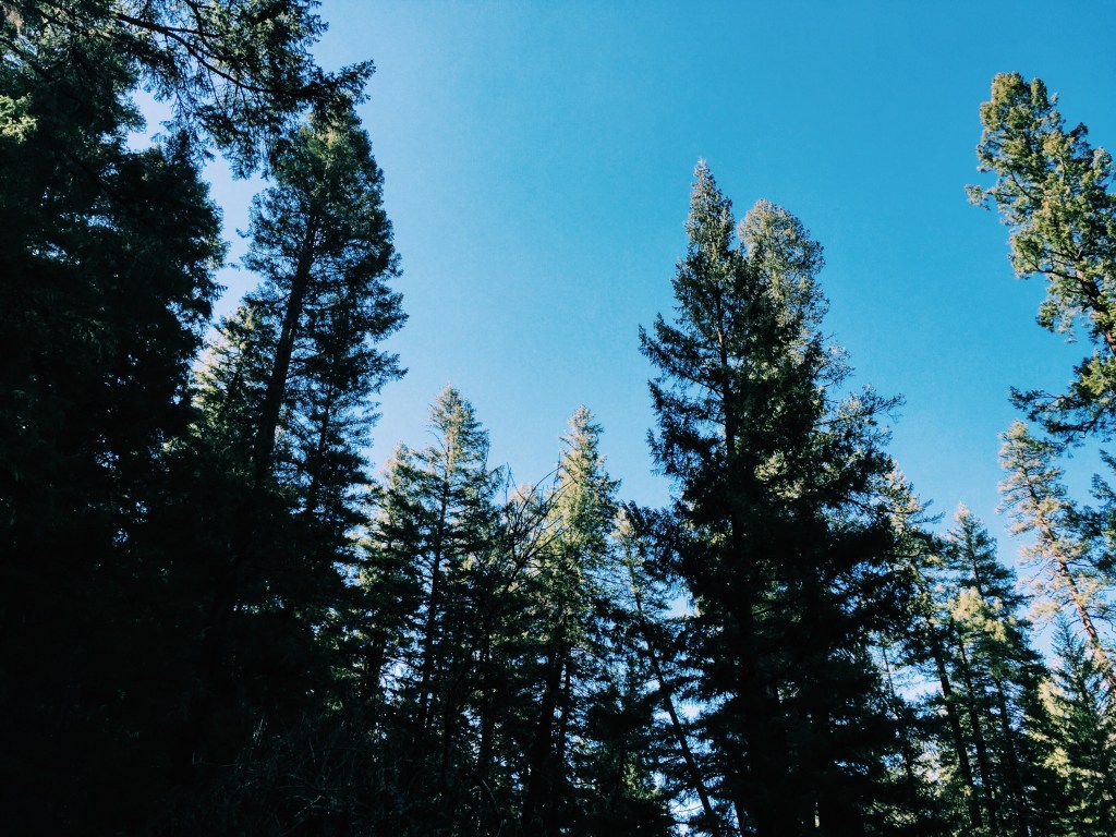 For Those Falling Down the Rabbit Hole [or, To&nbsp;Growing]