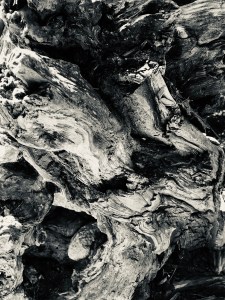 Redwood_SmashedSaint